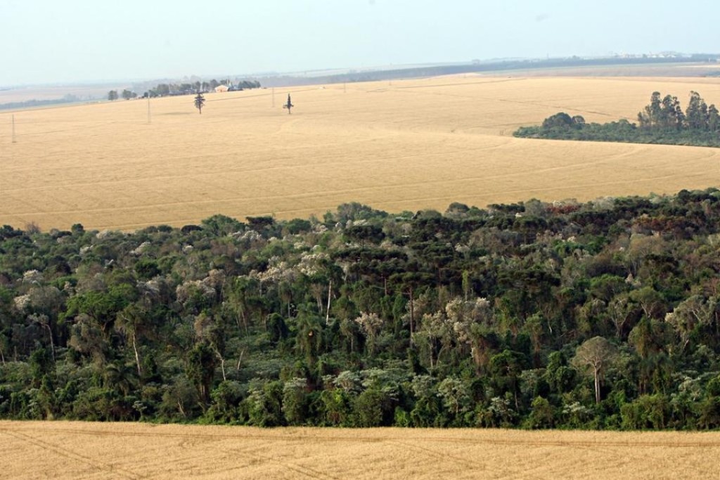 Agricultores do Paraná que preservarem áreas nativas podem receber até R$ 280 por ha